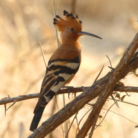 African Hoopoe